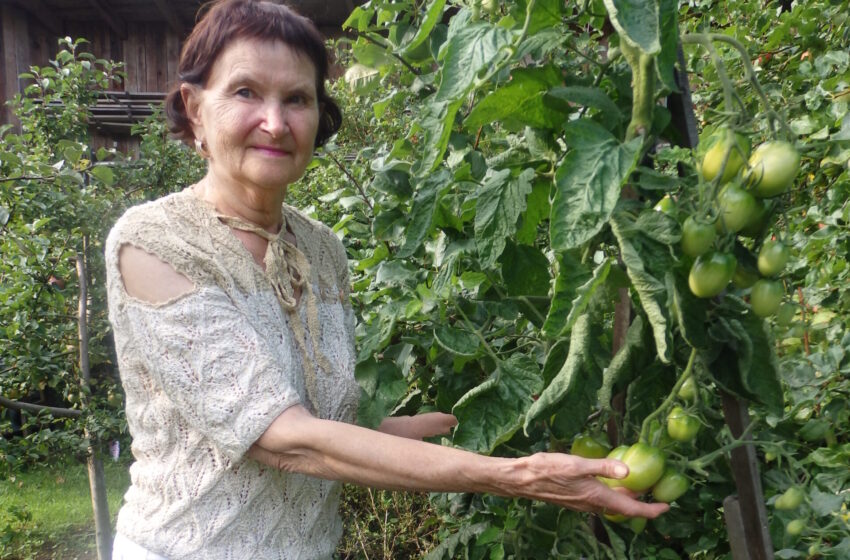  Laukiniai pomidorai žaliuoja ir raudonuoja