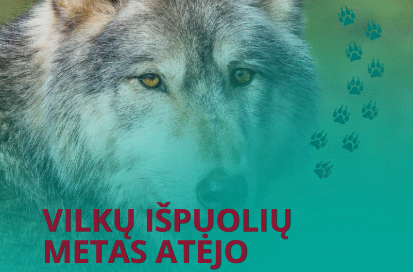  Atėjo vilkų išpuolių metas – kiek šunų prie būdų bus pasmerkti mirti šiemet?