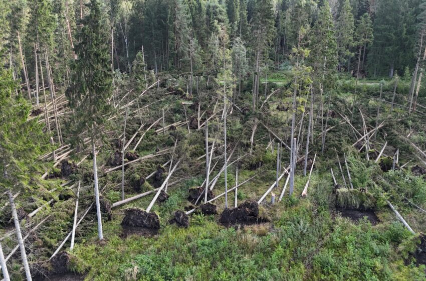  Audros smūgis valstybiniams miškams: fiksuota apie 150 tūkst. kietmetrių vėjavartų ir vėjalaužų