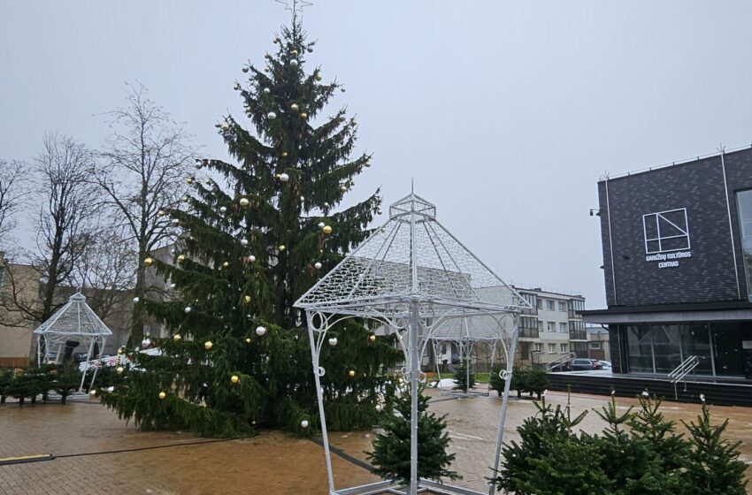  Padabinta Gargždų eglė laukia įžiebimo šventės