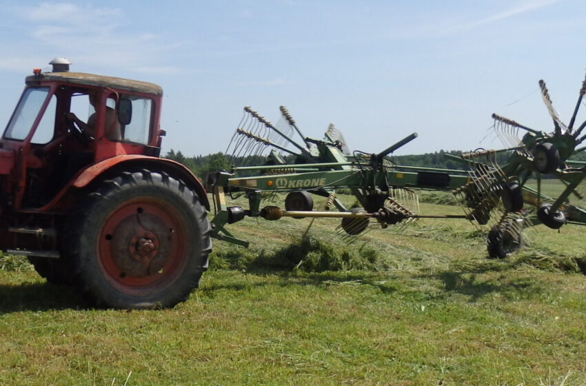  Žoliapjūtė nedžiugina, bet gyvulius turės kuo šerti