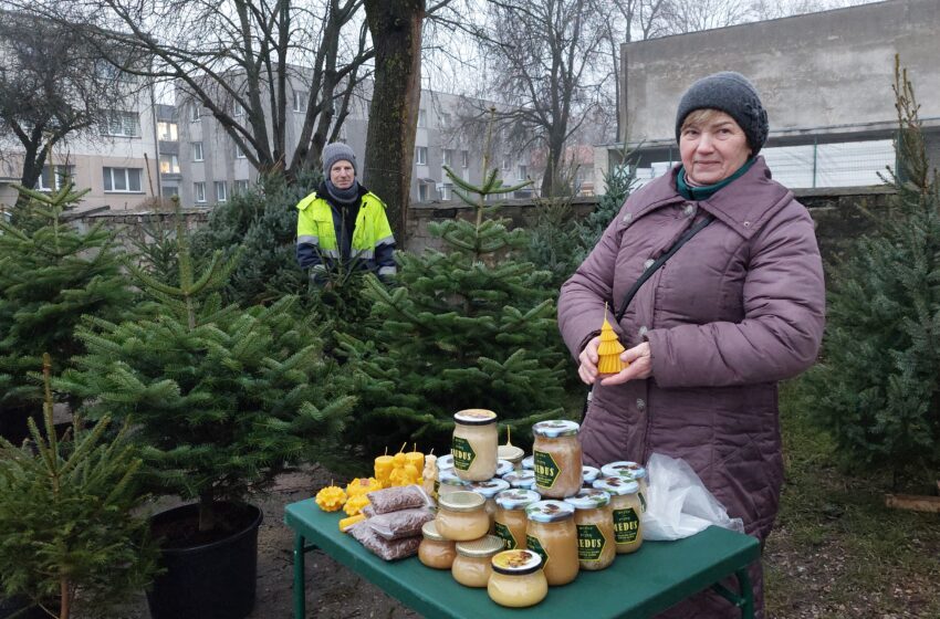  Kalėdinės eglutės į namus keliauja ir nukirstos, ir vazonuose