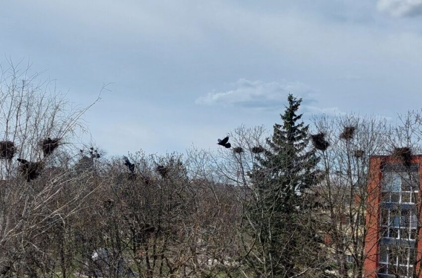 Gargždiškiai pyksta ant varnų