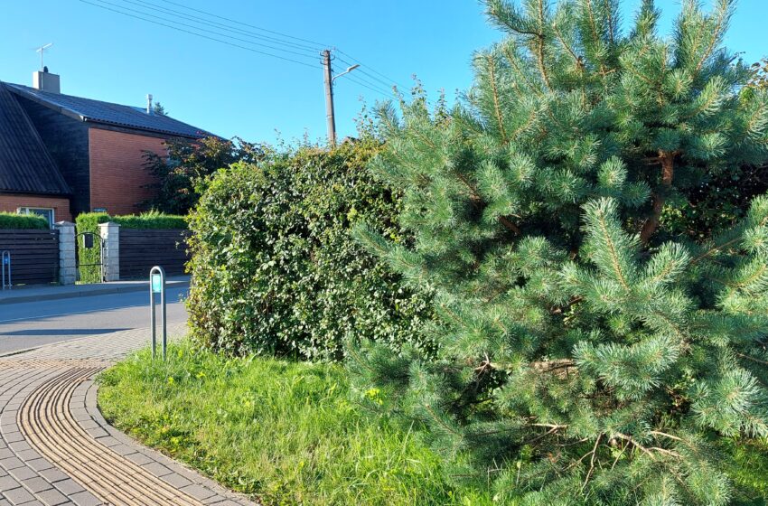 Vairuotojams trukdo gyvatvorės