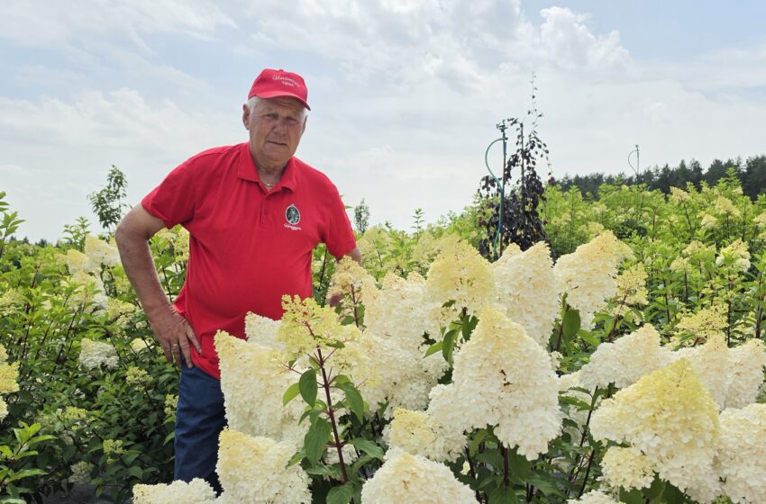  Inkakliuose – lankytojus kerintis hortenzijų sodas