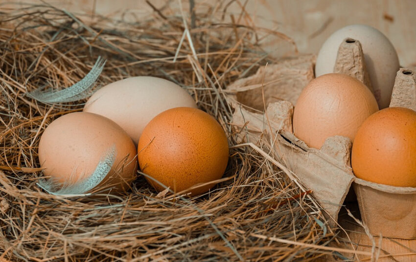  Lietuviškiems kiaušinių produktams atsivėrė ir Pietų Afrikos Respublika