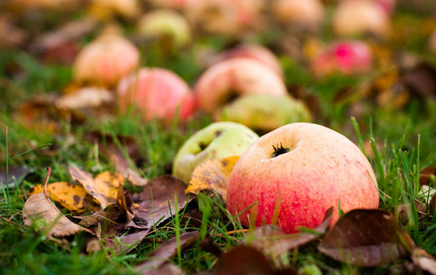  Ir rudens nuspalvintus lapus, ir obuolius krituolius – į komposto dėžę