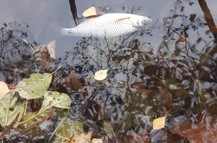  Kvietinių Paltės tvenkinyje žuvys išgaišo dėl deguonies trūkumo