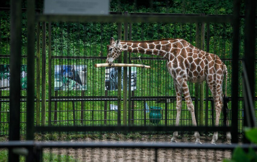  Rengiama zoologijos sodų vertinimo metodika: gyvūnų gerovei užtikrinti – vieningas standartas