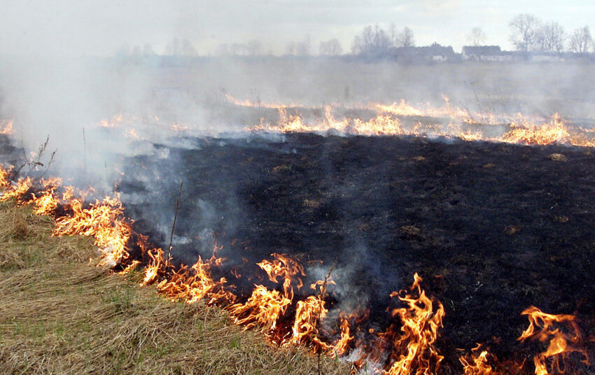  Žolės deginimo pasekmės: didžiausia žala padaroma gamtai