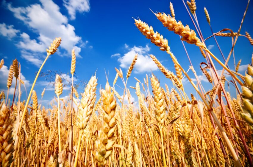  Žemės ūkį ir maisto pramonę siūloma pripažinti svarbiais nacionaliniam saugumui