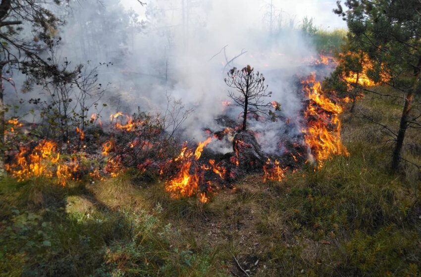  Ugnis pievose – pavojus miškams: kodėl svarbi kiekvieno atsakomybė?