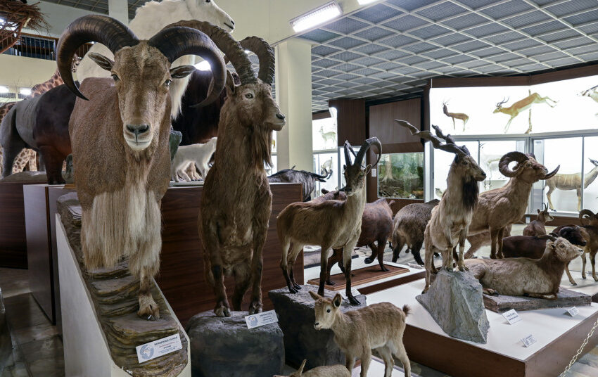  Kauno Tado Ivanausko zoologijos muziejus švenčia gimtadienį