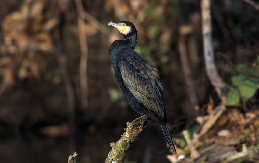  Šiemet suskaičiuota daugiau kaip 9 tūkst. didžiųjų kormoranų porų