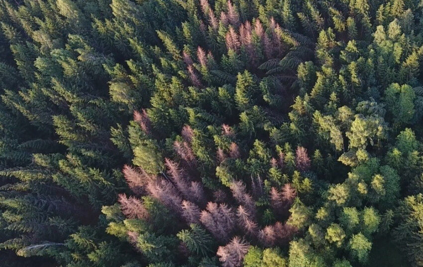  Miškininkai intensyviai žvalgo miškus, užkirsdami kelią vienam pavojingiausių medžių kenkėjų – žievėgraužiui tipografui