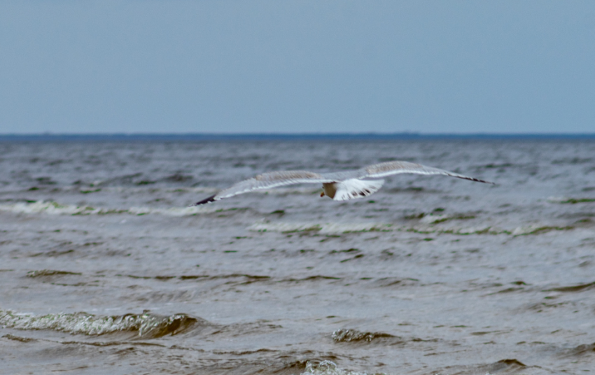  Bus tęsiami Baltijos jūroje žiemojančių vandens paukščių stebėjimai