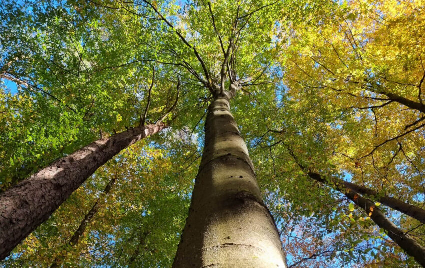  Lietuvoje įsitvirtina naujas medis – paprastasis bukas, miškininkai renka šio medžio sėklas