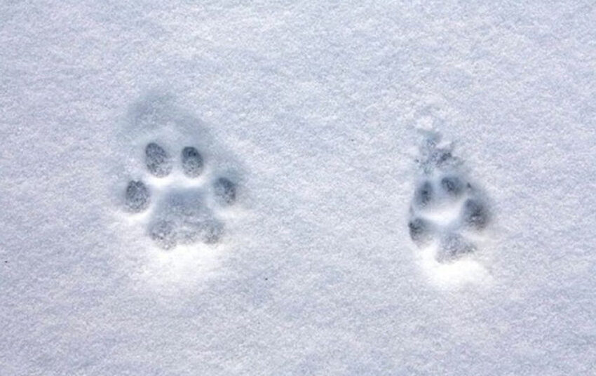  Priminimas medžiotojams: laikas atlikti medžiojamų gyvūnų apskaitą pagal pėdsakus sniege