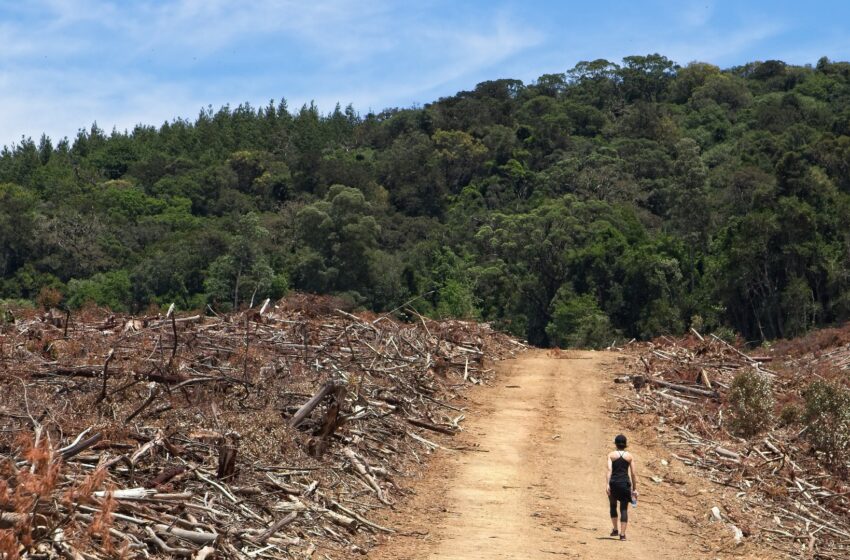  Mokslininkė B. Galdikas atkreipė dėmesį dėl kertamų miškų: „Rodykite pasauliui pavyzdį“