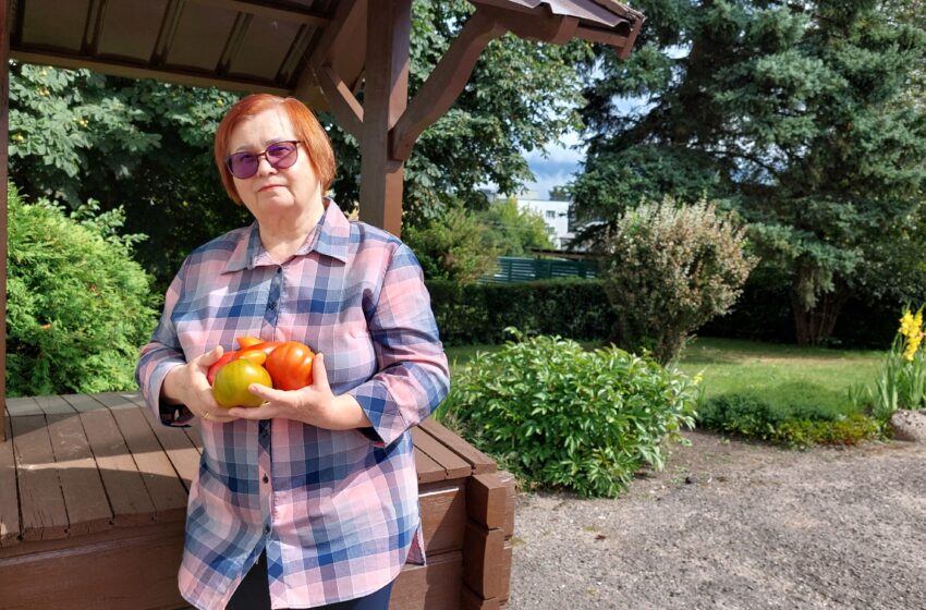  Pomidorus gargždiškė lepina net naminiu pienu