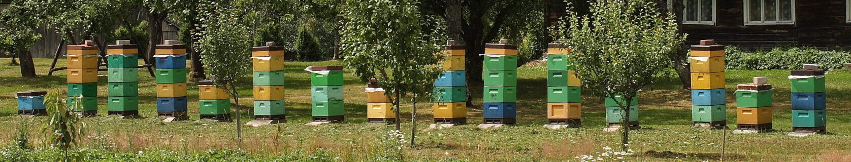 The enchanting Mostaičiai apiary, where honey flows in rivers