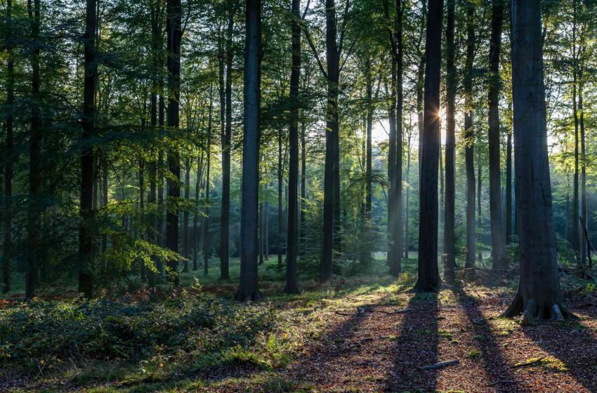  Patarimai, kaip apsaugoti mišką nuo kenkėjų