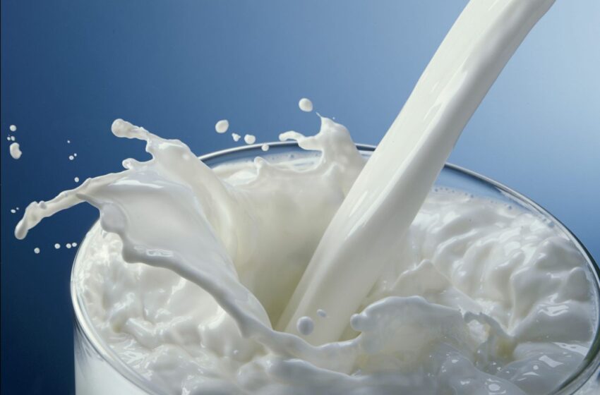  Pieno produktų gamintoja žalią pieną supirkinėjo iš nelegalaus punkto, falsifikavo mėginius