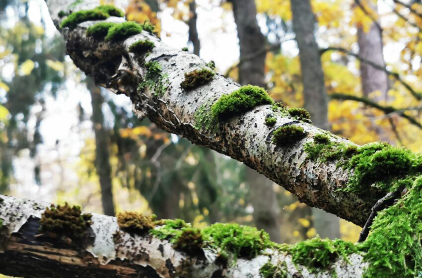  Valstybinių miškų urėdijos ir Valstybinės saugomų teritorijų tarnybos sutartys – didesnei „Natura 2000“ teritorijų buveinių apsaugai