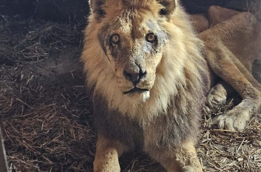  Klaipėdos zoologijos sode – ne tik išsekę gyvūnai, bet ir gaišenos