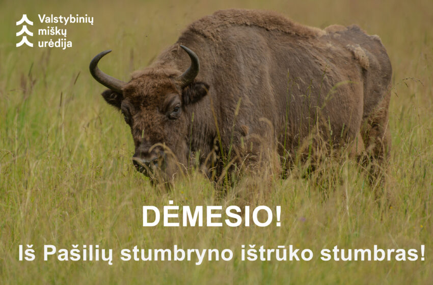  Iš Pašilių stumbryno pabėgo stumbras – prašoma gyventojų budrumo