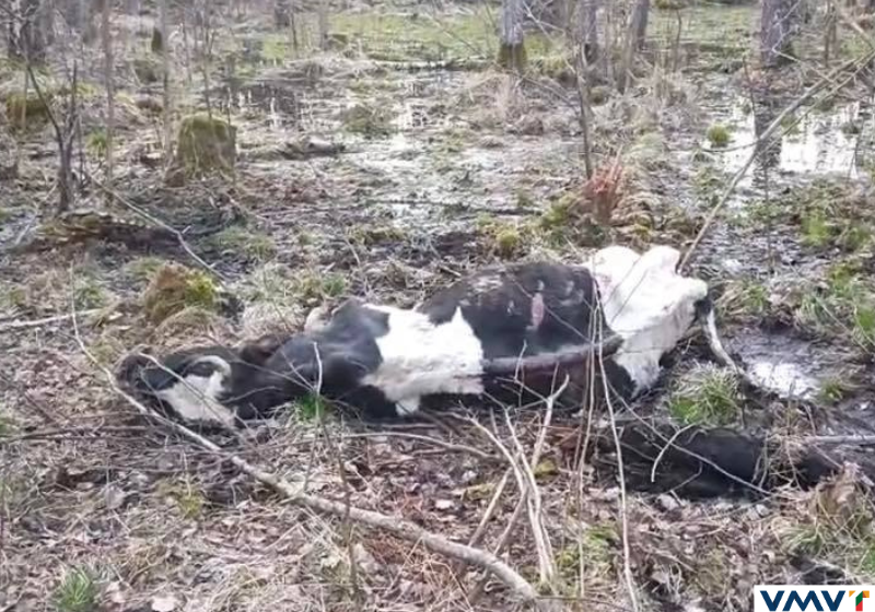  Nustatytas žiauraus elgesio su ūkiniu gyvūnu atvejis Kelmės rajone