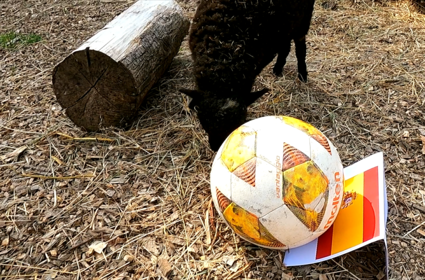  Lietuvos zoologijos sode gyvenančios Kveslando salos avies pranašystė: kas laimės Europos futbolo čempionatą?