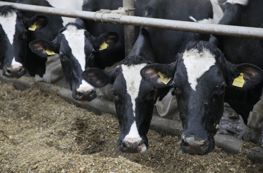  Nacionalinė parama pieno gamintojams – jau netrukus