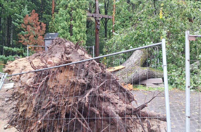  Gargžduose išvirto medis prie kryžiaus Tautos skausmui atminti