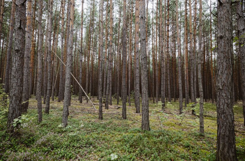  Lietuvoje – jau 975 tūkst. hektarų privačių miškų: kodėl rekomenduojama jų nepalikti be priežiūros?