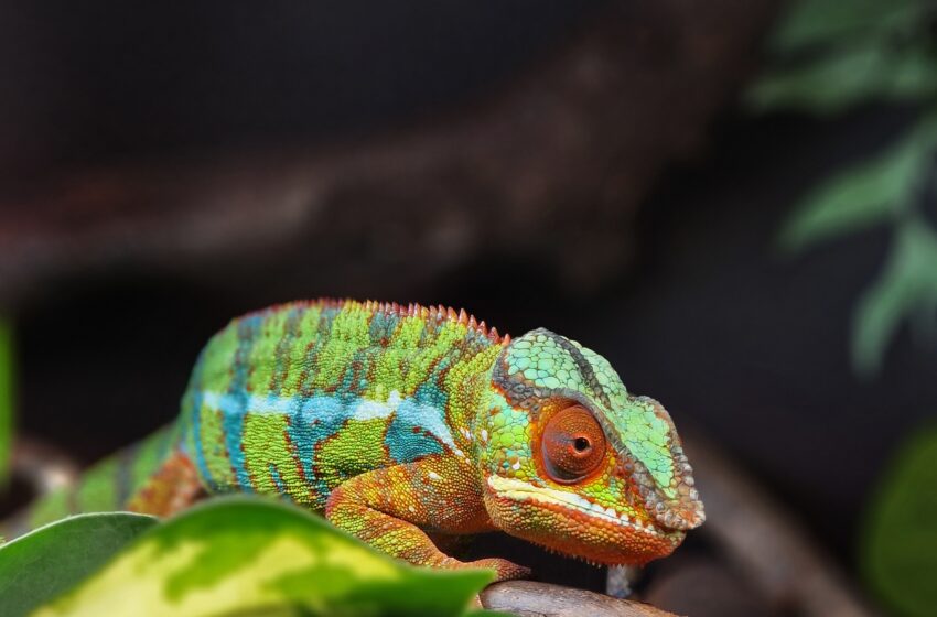  Vilniaus zoologijos sode – nauji gyventojai