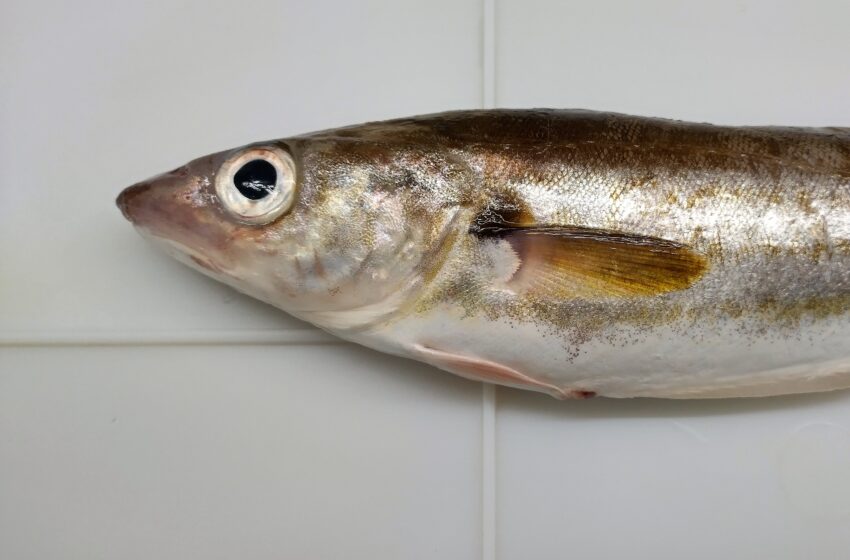  Baltijoje paklydusi svetimų jūrų žuvis pateko į žvejų gaudykles ir mokslininkų rankas