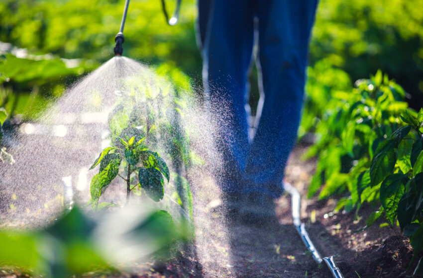  Ar pesticidų likučiai maisto produktuose kenkia sveikatai? Mokslininkas dalinasi įžvalgomis