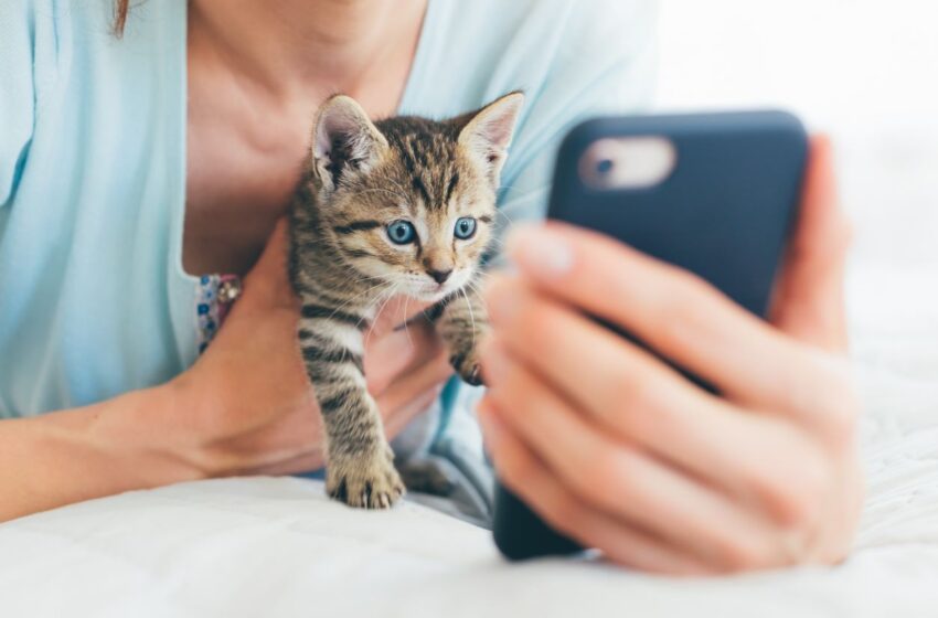 Švenčiame tarptautinę kačių dieną:kaip technologijos revoliucionavo murkiančių draugų priežiūrą?
