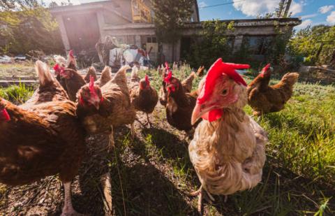  Paukščių gripas jau gali tykoti ir už Jūsų naminių paukščių ūkio tvoros!