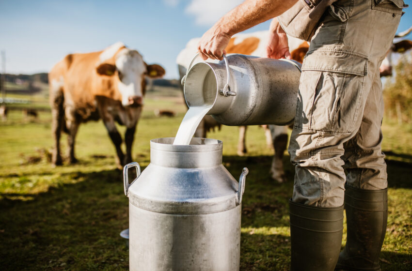  Pieno gamintojai kryžkelėje: dirbti skolon ar atsisakyti piendavių