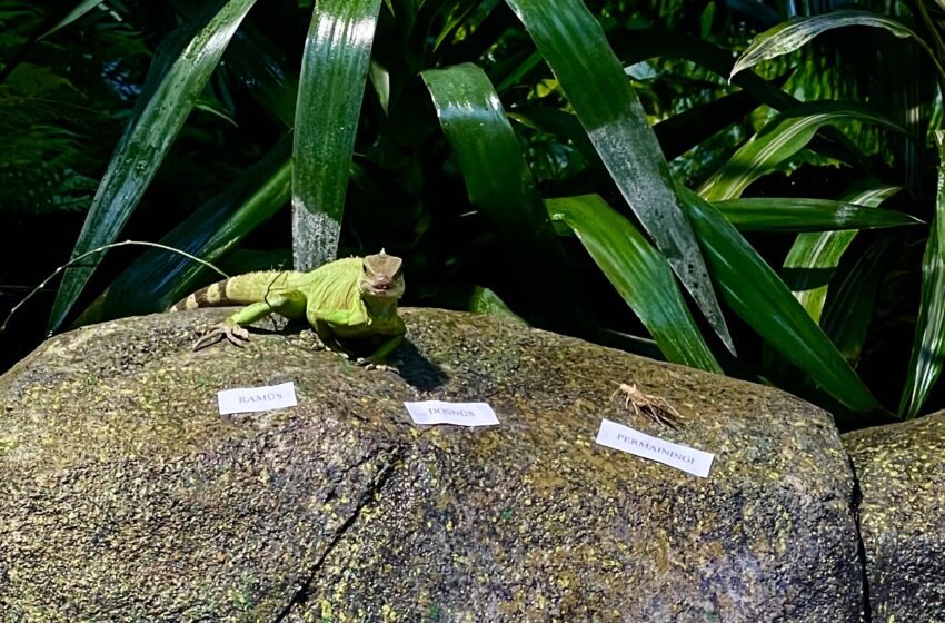  Lietuvos zoologijos sodo Kinijos vandens drakono pranašystės 2024-iesiems