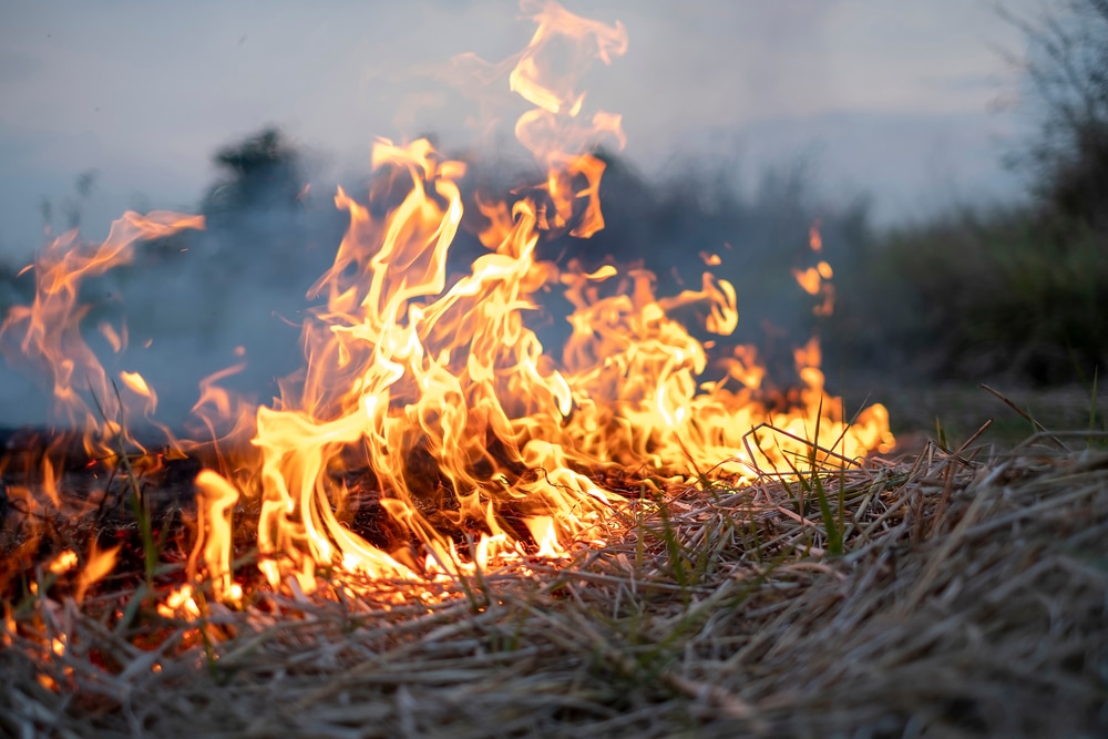 An abandoned meadow – Gargždai – burned down in Šlapšile