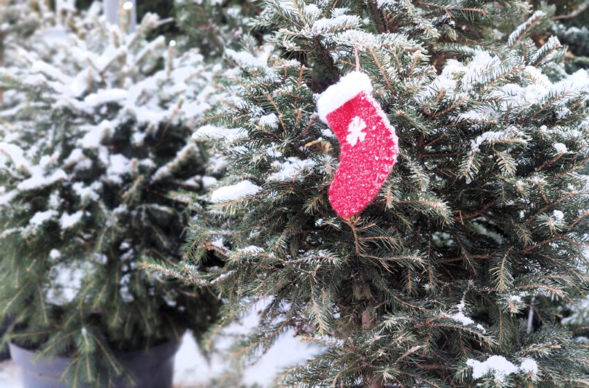  Klaipėdos universiteto botanikos sodas priims atitarnavusias vazonines Kalėdų eglutes