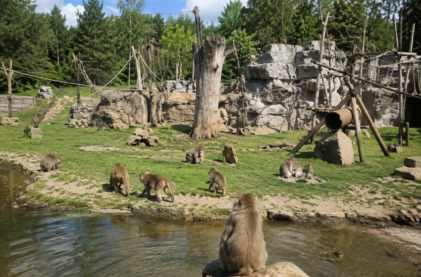  Klaipėdos zoologijos sodas bylą laimėjo: makakos liks Jonušuose