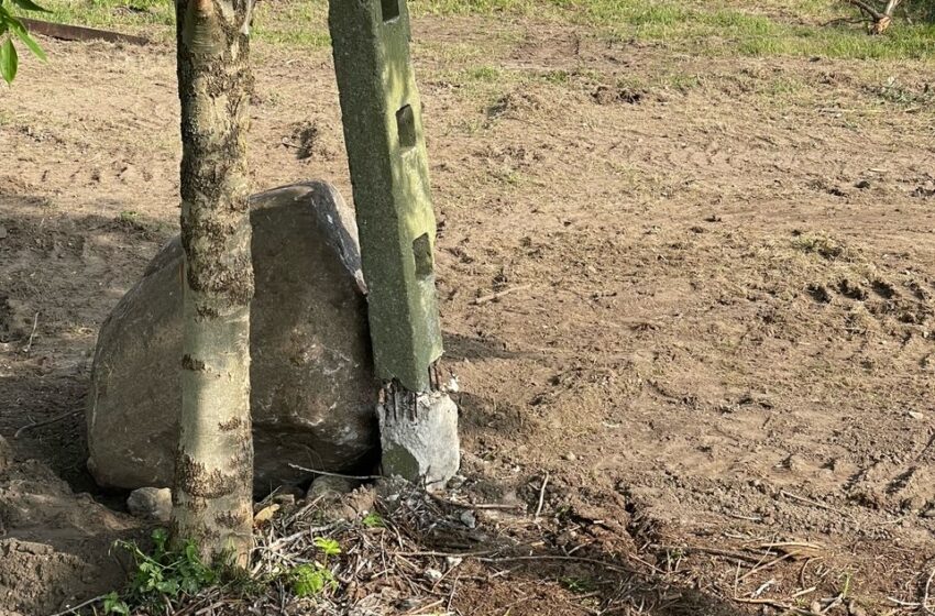  Ginduliuose mėgino sunaikinti baltojo gandro lizdą