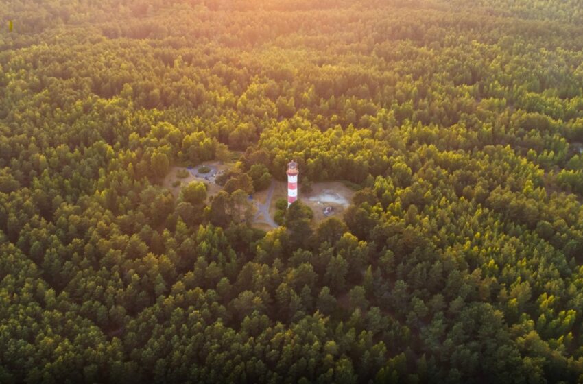  Miškų politika be mitų: faktai apie kirtimus ir apsaugą