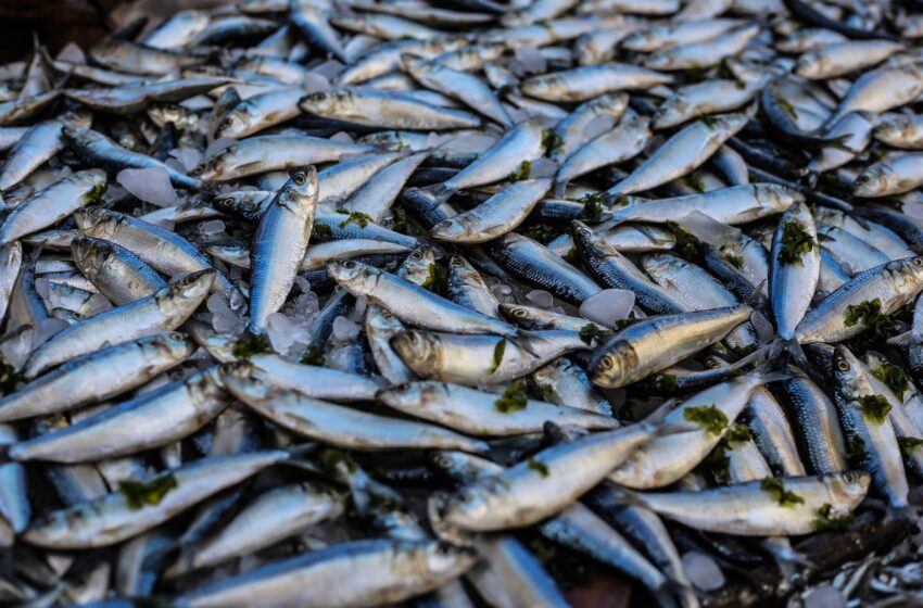  Šiais metais Žuvininkystės tarnyba planuoja išveisti ir į Lietuvos vandenis išleisti apie 8 mln. įvairių žuvų