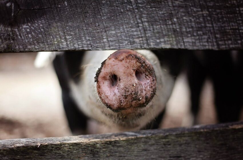  Žemės ūkio ministras K. Navickas Briuselyje ieškos pagalbos kiaulininkystei