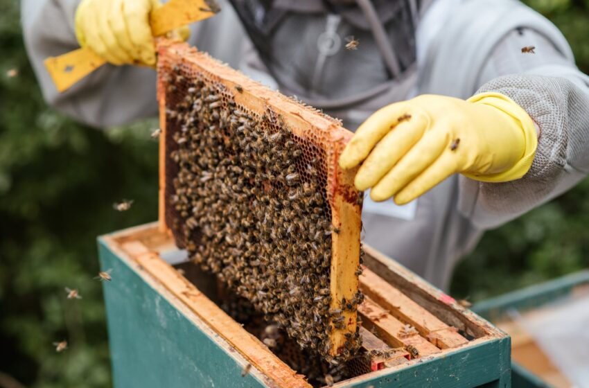 Leukemija sergančiam Gintautui užmiršti rūpesčius padeda bičių terapija